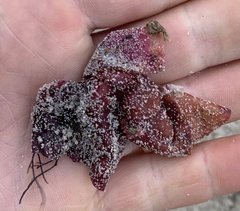 Rhodophyta