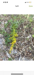 Solidago mexicana