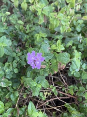 Lantana montevidensis