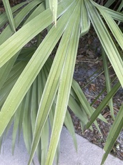Serenoa repens