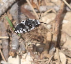 Melecta luctuosa