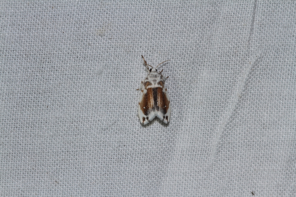Eudoliche major