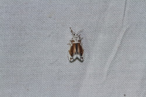 Eudoliche major