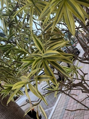 Dracaena reflexa