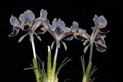 Iris stenophylla