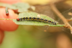 Uresiphita ornithopteralis