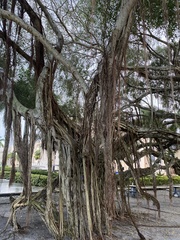 Ficus altissima