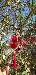 Cantua buxifolia