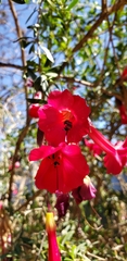 Cantua buxifolia