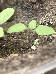 Solanum sanfurgoi