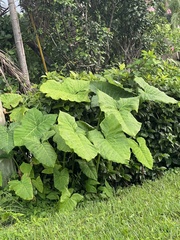 Xanthosoma sagittifolium