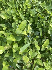 Commelina benghalensis