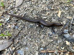 Lampropholis delicata
