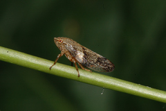Aphrophora alni