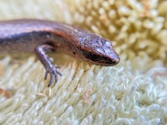 Lampropholis delicata