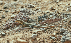 Gallotia galloti