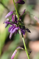 Arthropodium strictum