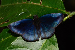 Anastrus neaeris