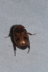 Cyclocephala diluta