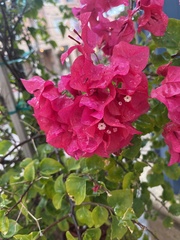 Bougainvillea