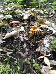 Craterellus lutescens