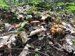 Craterellus lutescens