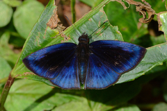 Anastrus neaeris