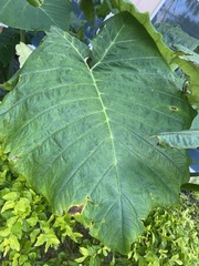 Xanthosoma