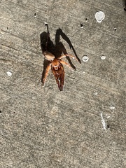 Myrmekiaphila comstocki