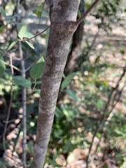 Forestiera reticulata