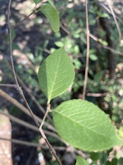 Forestiera reticulata