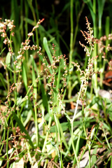 Rumex acetosella