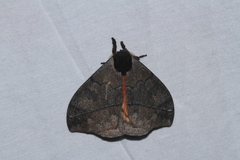 Hemileucinae