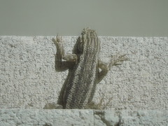 Sceloporus edbelli