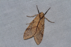 Lophocampa