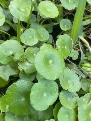 Hydrocotyle bonariensis