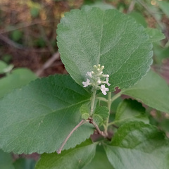 Aloysia