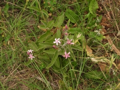 Oxypetalum solanoides
