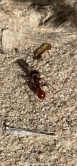 Pogonomyrmex