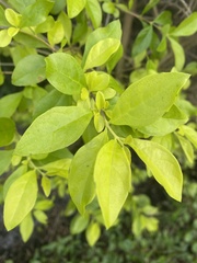 Flacourtia indica