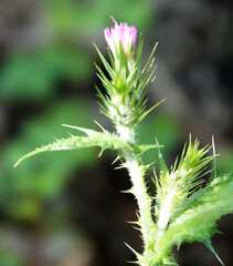 Carduus pycnocephalus