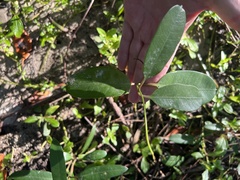 Rhabdadenia biflora