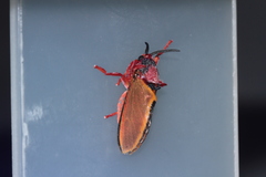 Edebessa purens