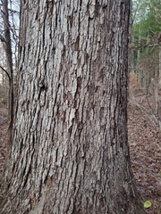 Quercus alba