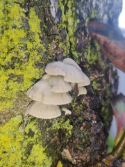 Schizophyllum commune