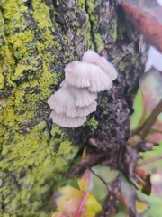 Schizophyllum commune