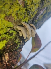 Schizophyllum commune