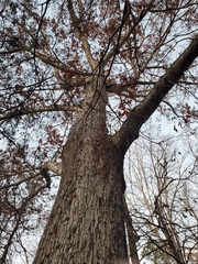 Quercus alba