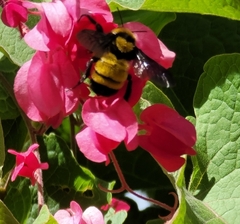 Bombus sonorus