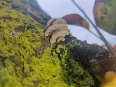 Schizophyllum commune